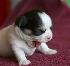 Stay tuned for future english. 63 New Born Puppies Ideas Puppies Dogs Animals