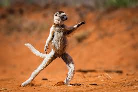The letter p styled to look like a thumbtack pin. 50 Funny Animal Pictures Cute Photos Of Wild Animals