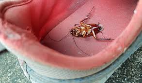 Pest infestations caused by insects and rodents can frustrate homeowners and potentially cause structural damage to their homes. Signs Of A Cockroach Infestation Western Exterminator