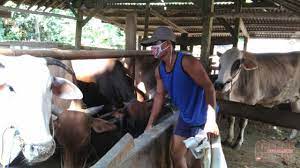 Aku terp4ksa melay4ni kakak hanya untuk tempat tinggal short movie. Arisan Untuk Investasi Ternak Sapi Solusi Jitu Warga Ketapang Cendana News