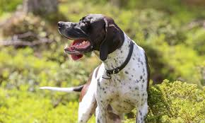 4. They’re Big Lovebugs Why Pointers Are Simply the Best Dogs at pupiplayground
