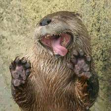 I've never heard of a ginterbong. Tv Time The Lion Guard Tvshow Time