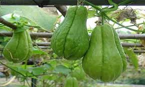 √ 6 cara menanam labu siam terlengkap. 8 Cara Budidaya Labu Siam Dengan Baik Dan Benar Ilmu Pertanian