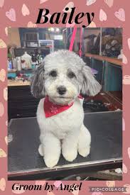 Marcie's Country Pet Spa added...