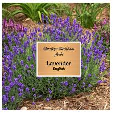 Image result for Lavandula angustifolia Vera
