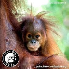 Palmoilfreecert On Instagram All Hope I Have Begins And Ends With You Perry Poetry The Palm Oil Fr Palm Oil Free Products Baby Orangutan Cute Baby Animals Crude palm oil contains approximately 1% of minor constituents including carotenoids, tocopherols, tocotrienols, sterols, phospholipids, triterpene alcohols, squalene, aliphatic alcohols and aliphatic. pinterest
