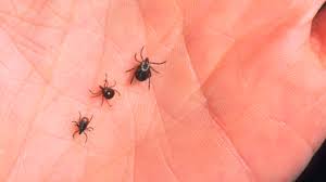 It is very important to treat them as they not only damage the things but also cause various health issues to you and your family. Ehrlich Pest Control Cbs Pittsburgh