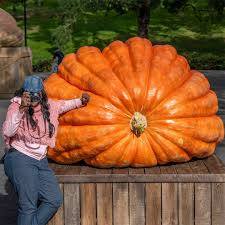 Image result for giant pumpkin