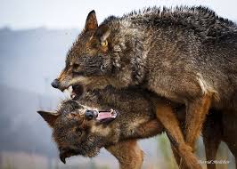 Evacuations of the injured, pregnant women, children and the elderly began over the weekend. Wolves Fighting