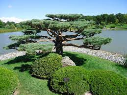 Japanese Garden At Chicago Botanic Gardens Japanese Garden Chicago Botanic Garden Public Garden