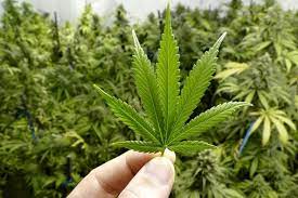 Apabila kamu tidak merasa mabuk saat mengkonsumsi makanan berpala, itu dikarenakan khasiatnya yang tercampur dengan bahan lain. Mari Mengenal Efek Baik Dan Buruk Ganja Halaman All Kompas Com