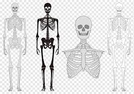 We did not find results for: Kerangka Tulang Manusia Tulang Vertebral Model Tubuh Manusia Selebriti Monokrom Manusia Png Pngwing
