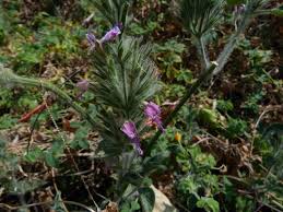 Image result for Hypoestes forskaolii