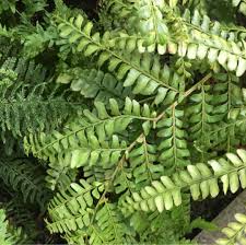 Image result for Didymochlaena