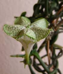 Image result for Ceropegia breviflora