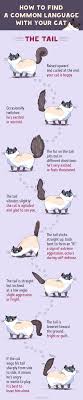 look finally someone made a chart on cat language when