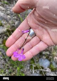 Image result for Lobelia holstii