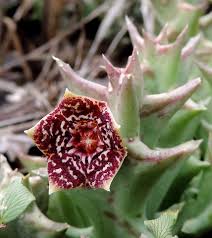 Image result for Orbea carnosa