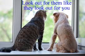Although sometimes cats will get along swimmingly in just a couple of hours, you should not be surprised to have a battle on your hands if you if you are thinking of getting a kitten to keep an older cat company, you might want to consider two kittens. Pet License Vaccination City Of Belmont
