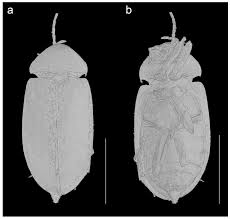 Image result for Ruspolia sp. no. 1 (Biegel 5407)