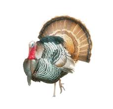 One thigh varies in weight from 100 g (1/4 lb) boneless and skinless to over 450 g (1 lb) each. Buy Eastern Turkey On Buy Game Meats Low Prices For Eastern Turkey