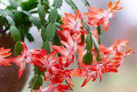 In fact, they are often mistaken for them, but there are differences that appear mainly with the stems, leaves, and the blooming period. Christmas Cactus Soil What To Use Gardening Heavn