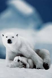 Jun 10, 2021 · description : 40 Polar Bear Iphone Wallpaper On Wallpapersafari