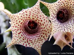 Image result for Huernia