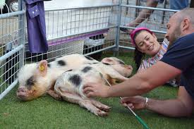 Normally we bring our extended family of lovable animals to events like birthday parties, educational events and fairs. Micro Miniature Pig Hire For Parties And Events The Pig Father