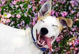 Maybe you would like to learn more about one of these? Happy Dog Among The Flowers In The Meadow Stock Photo Picture And Royalty Free Image Image 60539711