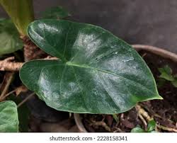 Image result for Remusatia