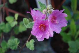 Lavatera Rosea Tree Mallow Shrubs For Sale Uk Letsgoplanting Co Uk