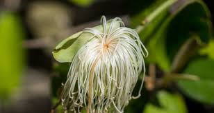 Image result for Capparaceae