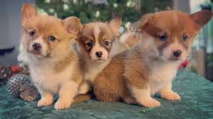 Our favorite herders