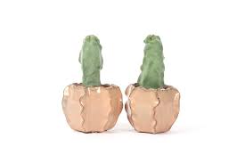 Image result for Lophocereus