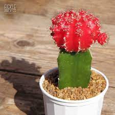 Grafted Cactus Red Moon Cactus Fickle Prickles