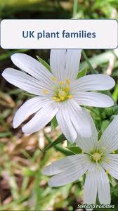 Image result for Caryophyllaceae