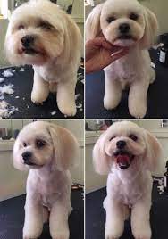 Oct 14, 2020 · if you have a new poodle at home, here's everything you need to know about poodle puppy training. Teddy Bear Dog Is A Mix Of Shihtzu Bishon Or Bishon Poodle Grooming Https Bestproductsfor Com Dog Grooming Styles Dog Grooming Salons Teddy Bear Dog