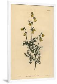 Image result for Hermannia