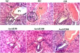 Image result for Angylocalyx