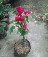 Jual beli bibit tanaman langka, tanaman bunga, tanaman buah dll. Jual Jual Bibit Tanaman Bunga Bougenville 3 Warna Di Lapak Aneka Bibit Bukalapak