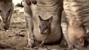 Sua habilidade em planar se deve à existência de uma membrana que liga seus braços às suas pernas formando. Petauro Do Acucar Conheca O Sugar Glider E Saiba Como Cuidar Desse Pet Bicho Ideal