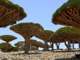 This vulnerable species responds to precise growing conditions. The Land Of The Dragon S Blood Tree Unique First Class Adventures Wheeler Expeditions