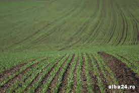 In zona noastra preturile au fost cam asa; PreÅ£uri Medii La Principalele Produse Agricole Pe Baza CÄrora Se CalculeazÄ Venituri Din ArendÄ Pe 2017 La Aprobat In Consiliul JudeÅ£ean Alba Alba24