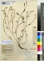 Image result for Zornia pratensis