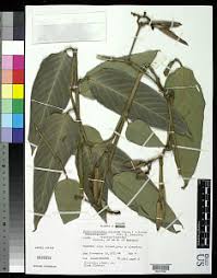 Image result for Sarcophrynium brachystachyum