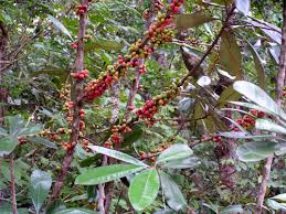 Image result for Englerophytum natalense