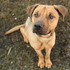 German shepherd pitbull mix dogs are shedding dogs, and they shed year round. German Shepherd Pitbull Mix For Sale Petsidi