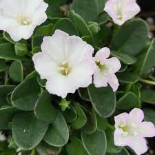 Image result for Culcasia falcifolia