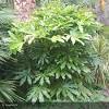 'soft caress' mahonia has such soft, leathery leaves is rare! Https Encrypted Tbn0 Gstatic Com Images Q Tbn And9gcsarv4einvuyexsygq Ohdvxhndu9t7o9doipm8wkgvc6r6yrtl Usqp Cau